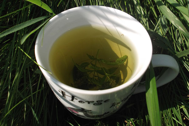 зеленый чай с мятой